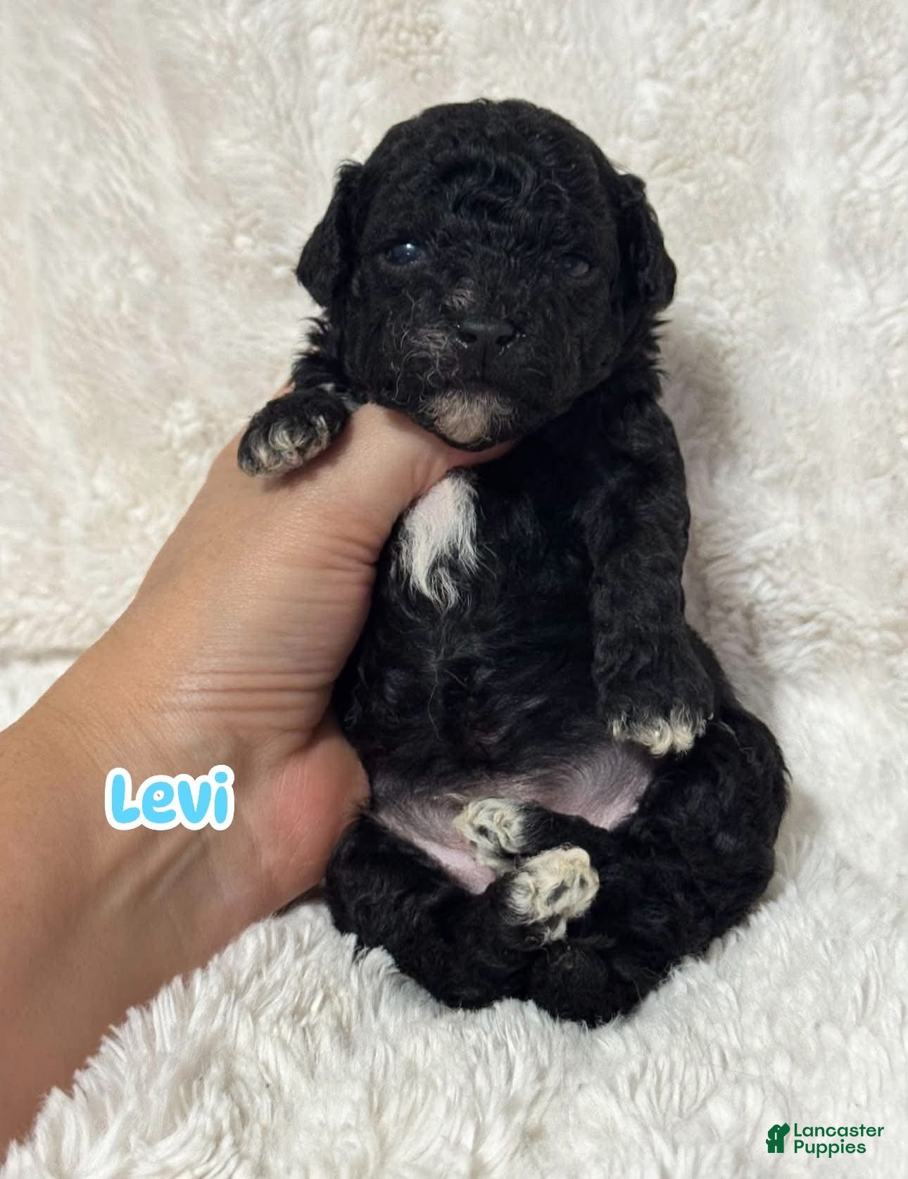 Toy Poodle dogs Levi  - Ad 16