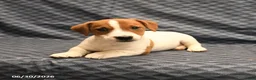 Jack Russell Terrier dogs for sale: Elmer - Ad 4