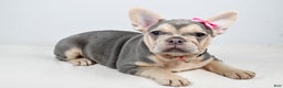 French Bulldog dogs for sale: Cupcake  - Ad 2