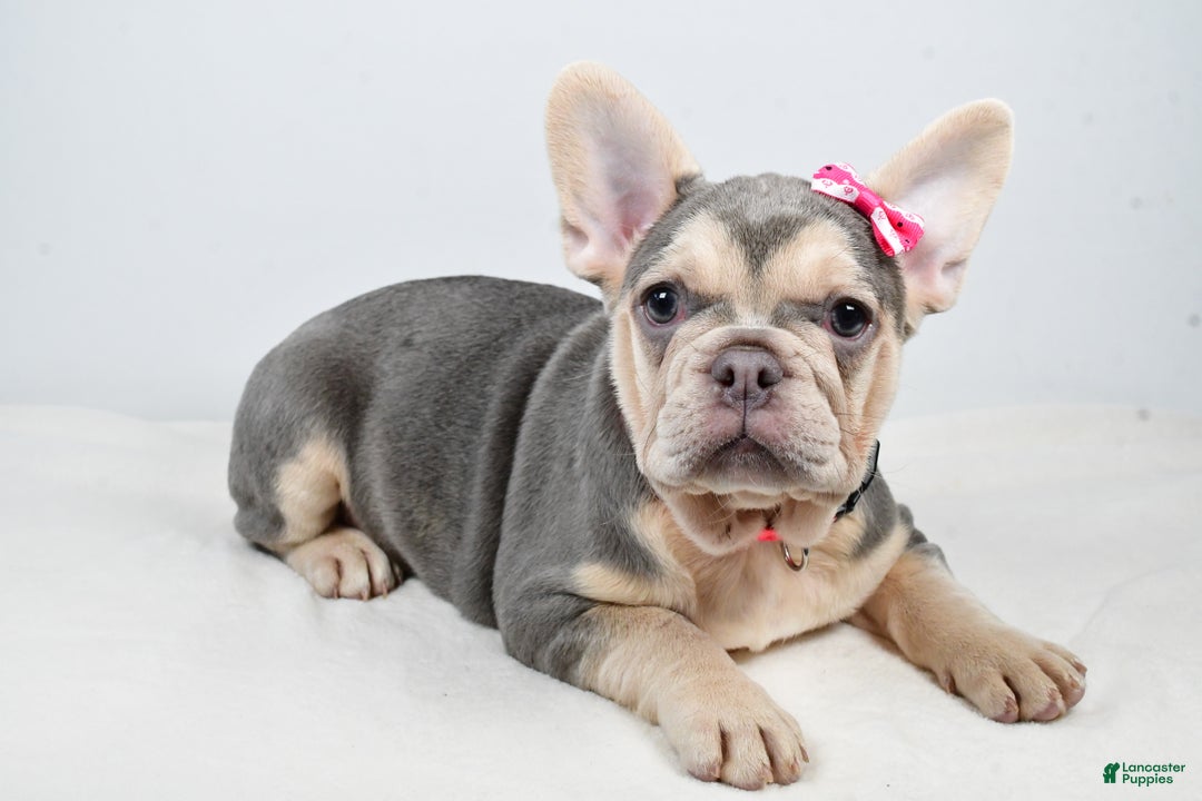 French Bulldog dogs for sale: Cupcake  - Ad 2