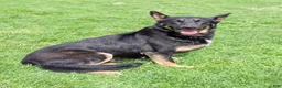 German Shepherd dogs for sale: Delmar - Ad 7