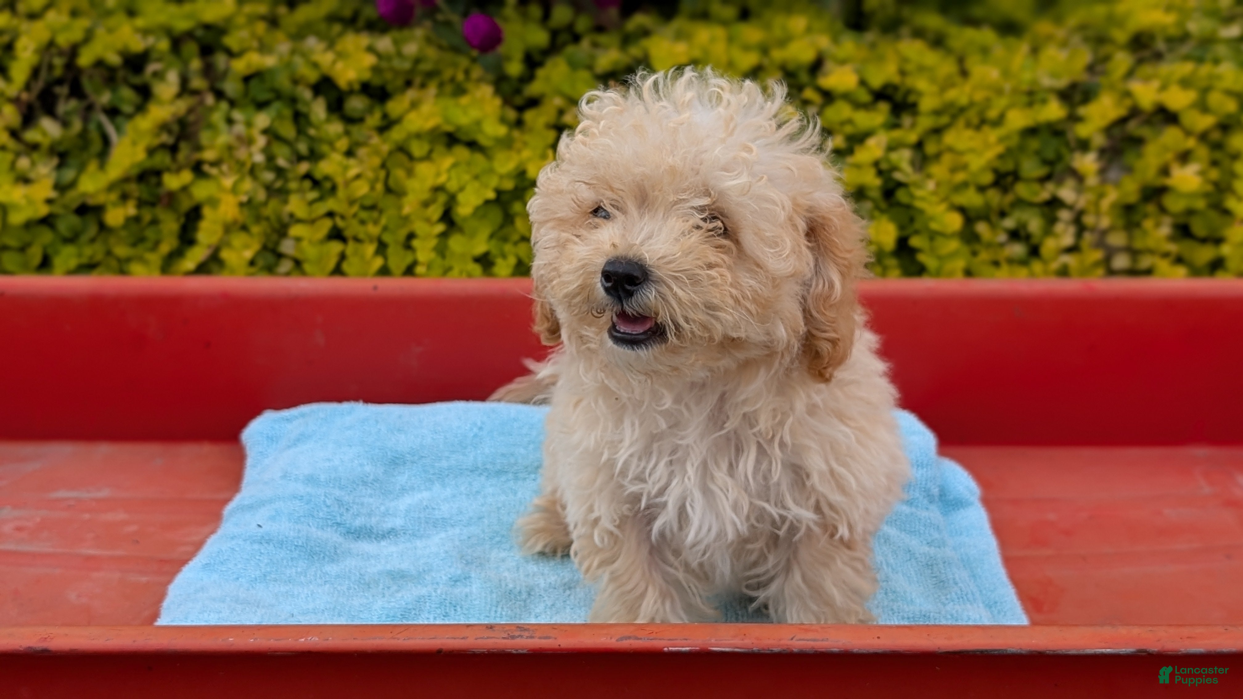 Miniature Poodle dogs Cody - Ad 2
