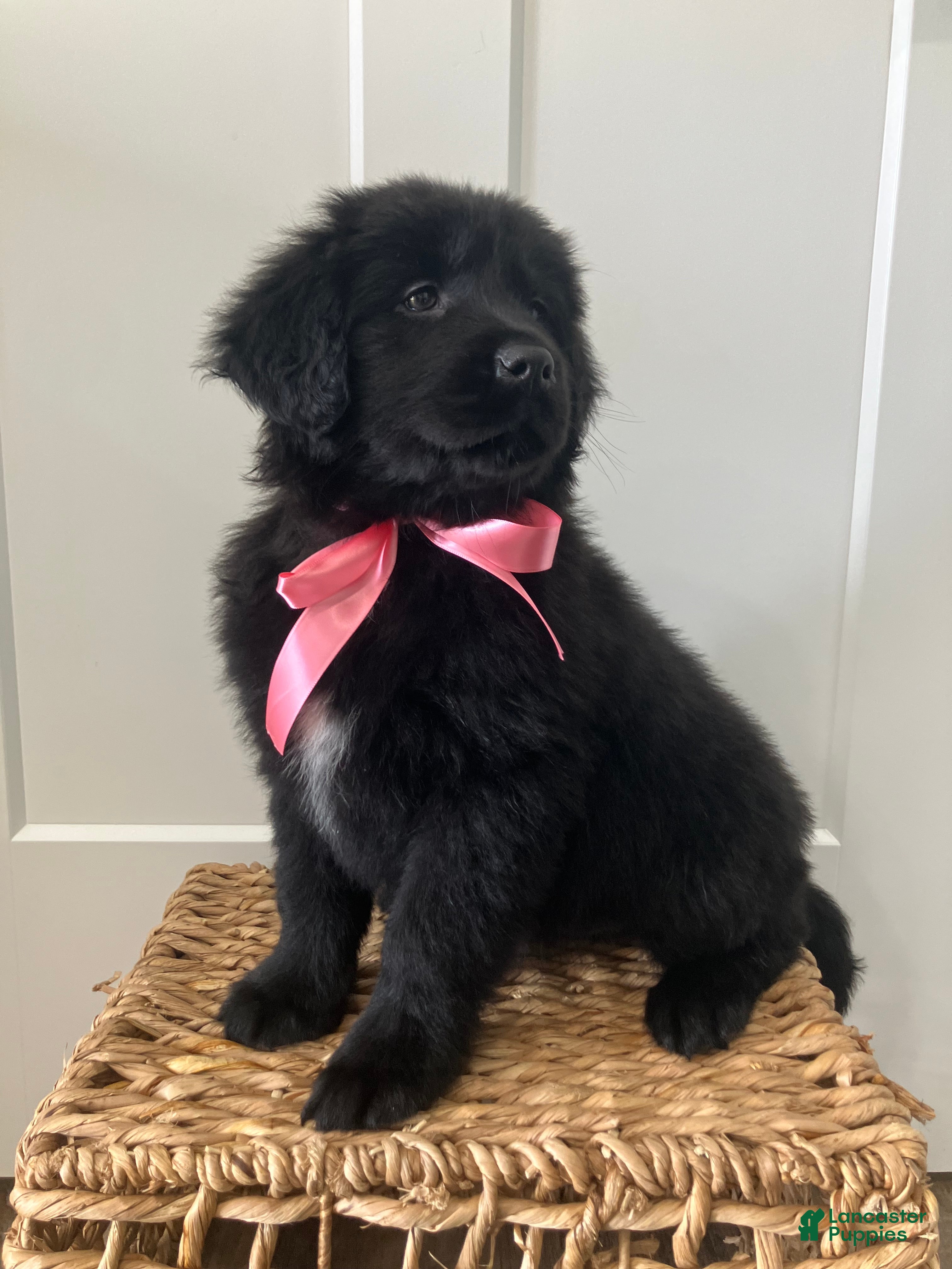 Mixed Breed dogs Daisy - Ad 2