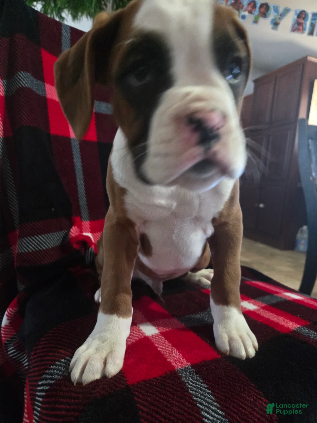 Boxer dogs for sale: Hank - Ad 7