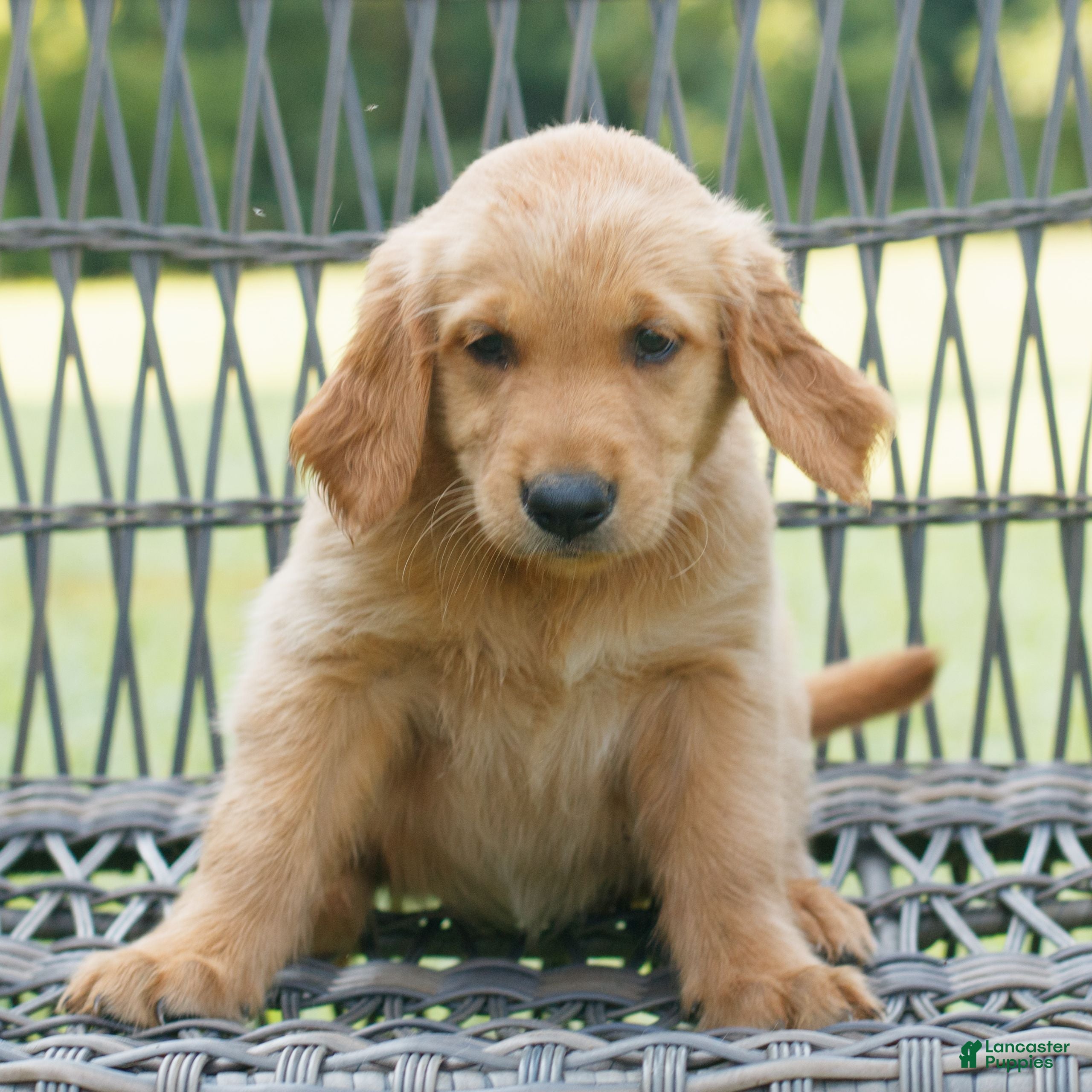 Golden Retriever dogs Maggie  - Ad 1