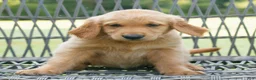 Golden Retriever dogs for sale: Maggie  - Ad 1