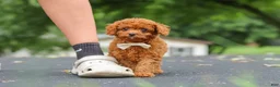 Cavapoo dogs for sale: Wallen - Ad 13