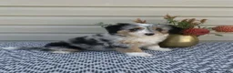 Mini Aussiedoodle dogs for sale: Lily - Ad 7