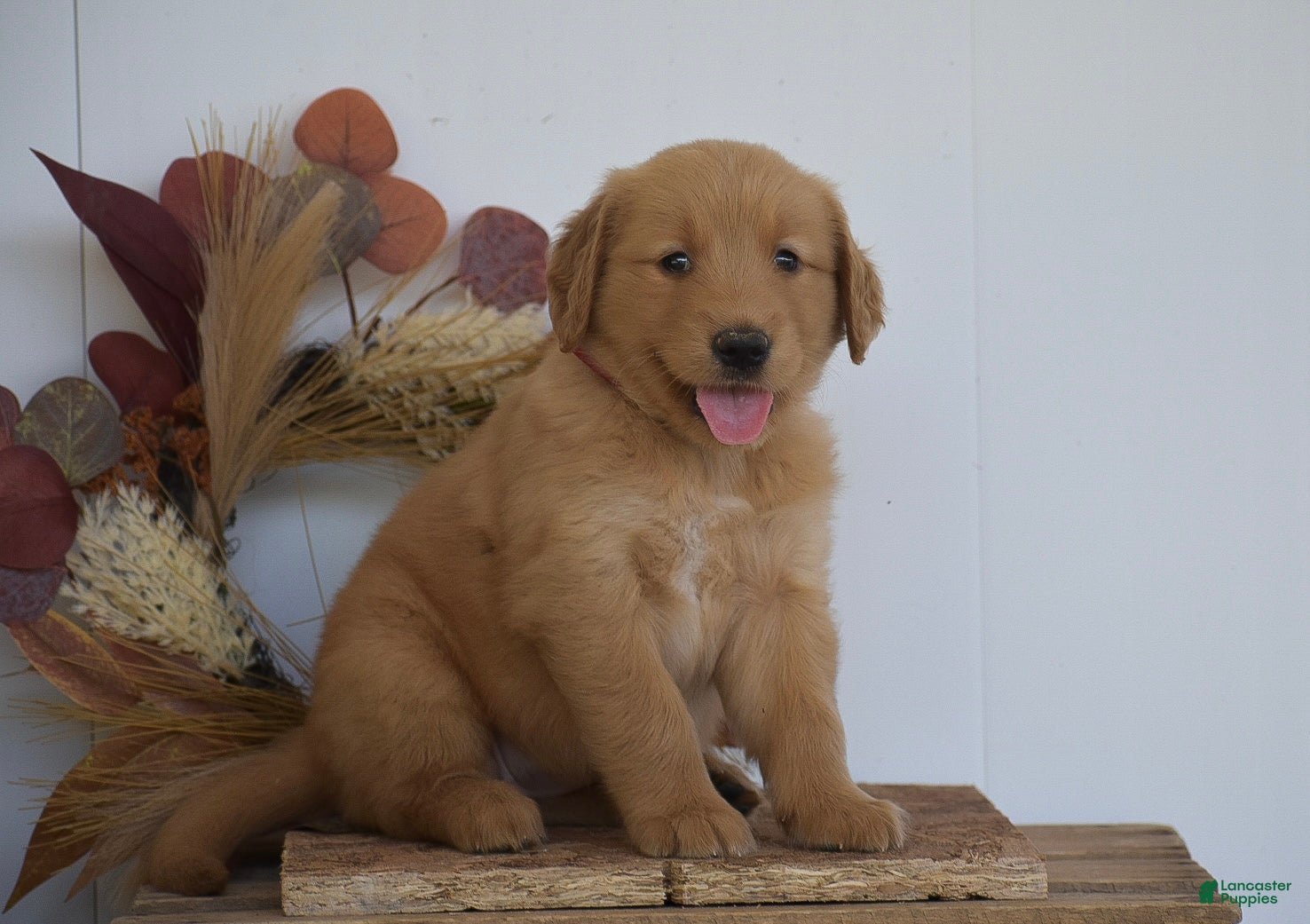 Golden Retriever dogs Kylie - Ad 1