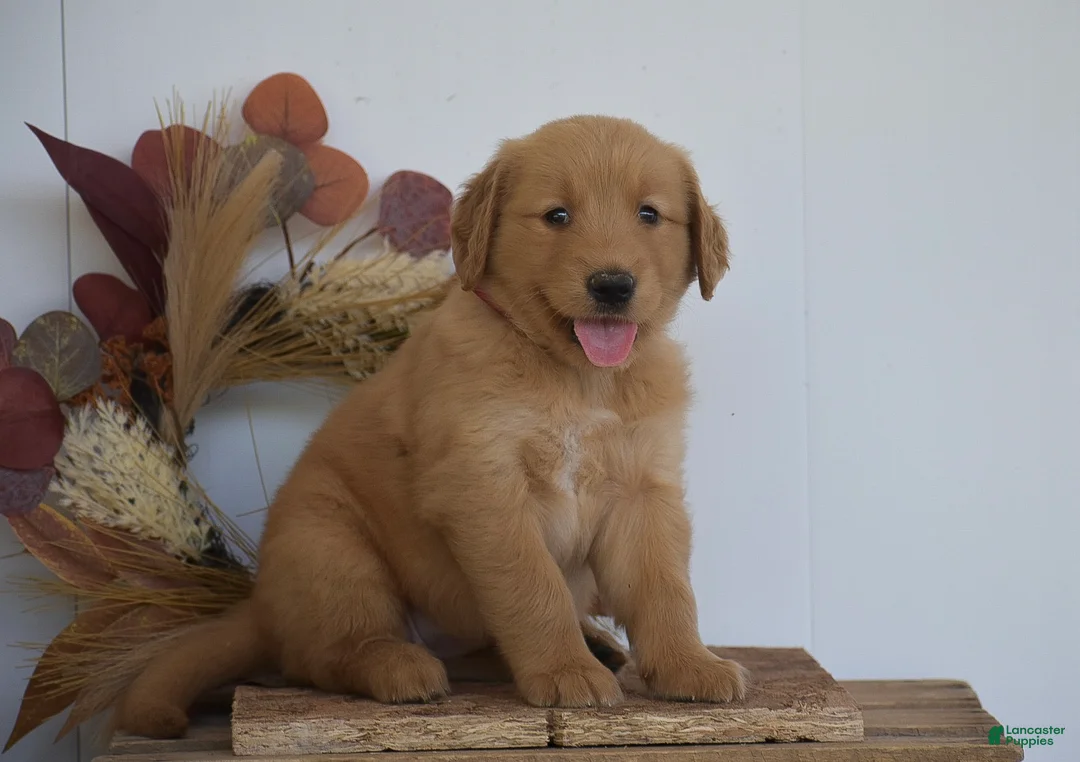 Golden Retriever dogs for sale: Kylie - Ad 1