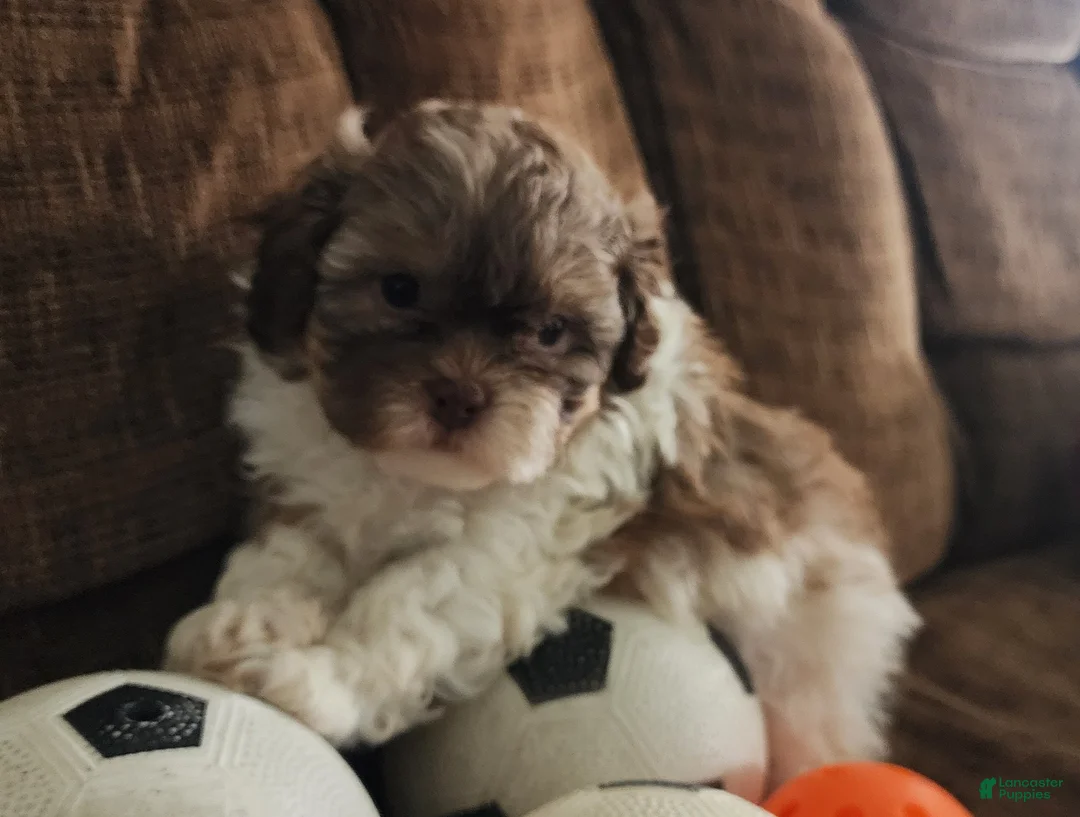 Shihpoo dogs for sale: HOPE - Ad 4