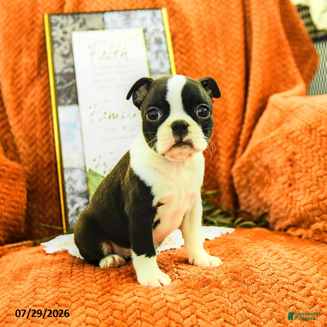 Boston Terrier dogs for sale: Zoe - Ad 2