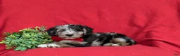 Corgipoo dogs for sale: Dameon - Ad 4