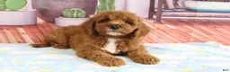 Mini Goldendoodle dogs for sale: Kassie - Ad 3