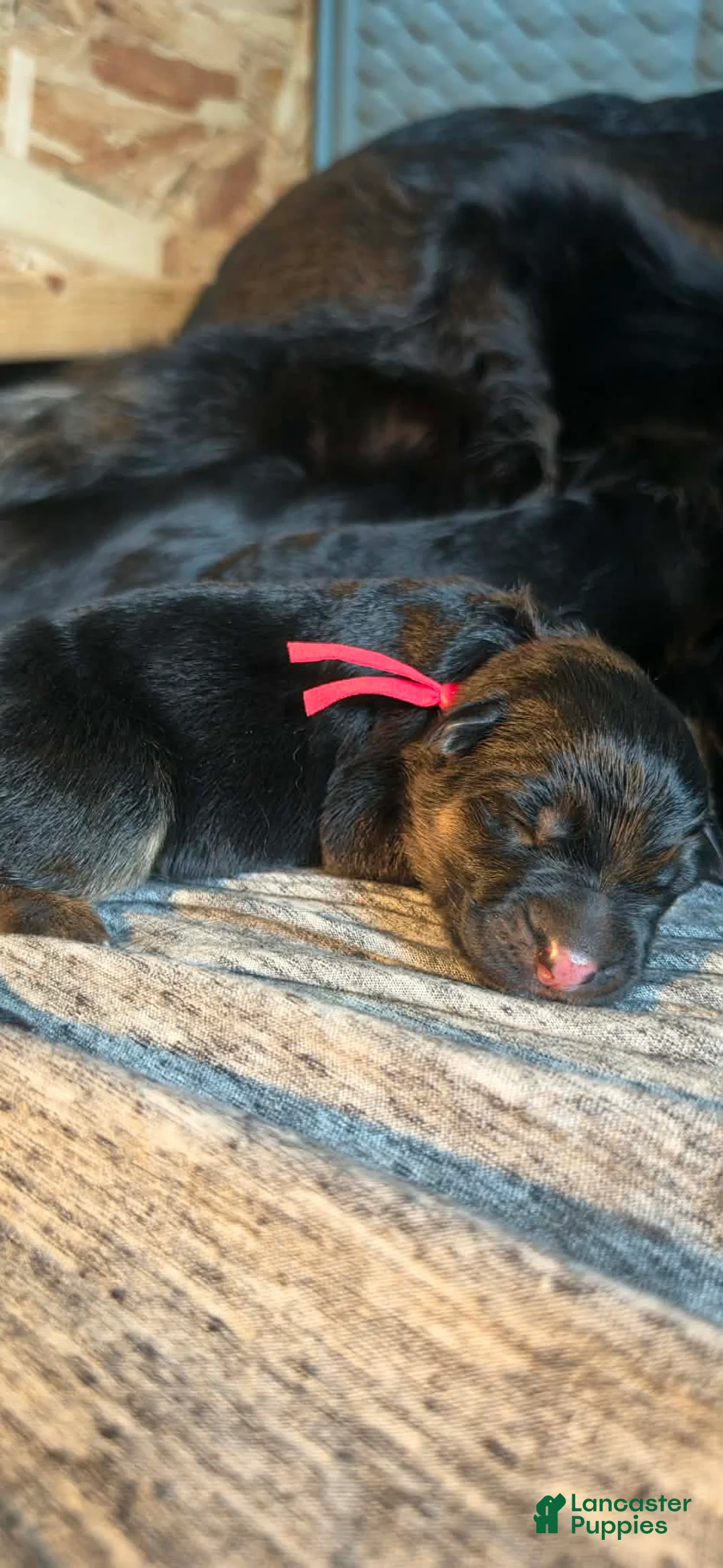 German Shepherd dogs for sale: Frigg- Red Collar - Ad 2