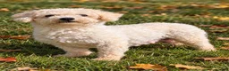 Bichpoo dogs for sale: Nella🌸 - Ad 21