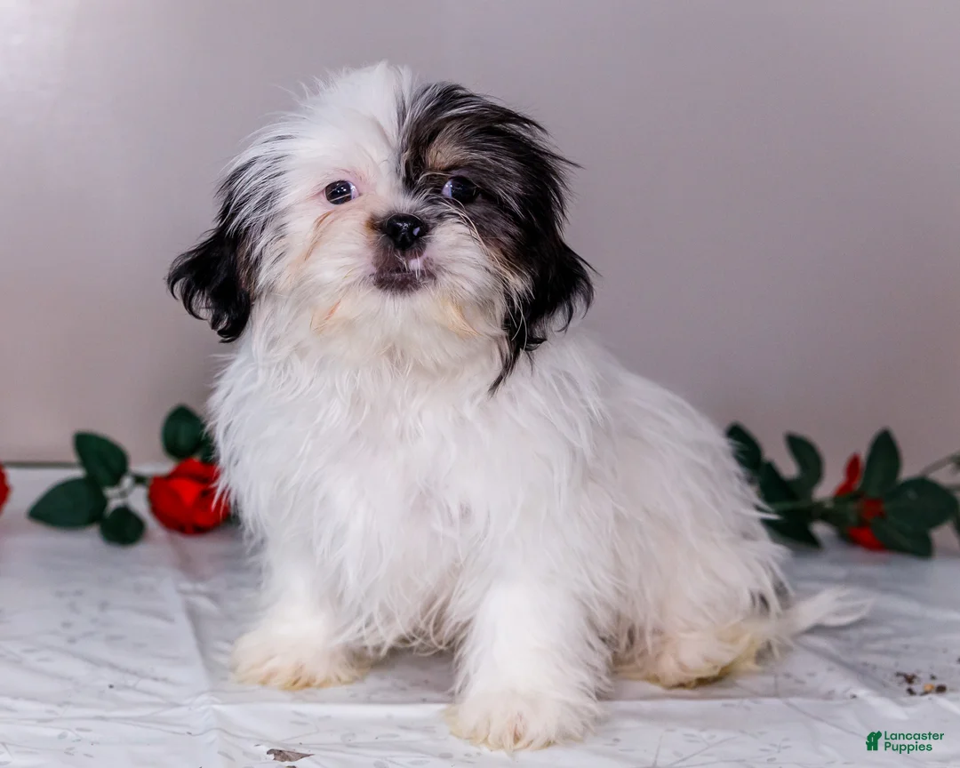 Shih Tzu dogs for sale: Lanceton - Ad 9