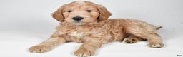 Labradoodle dogs for sale: Newton - Ad 9