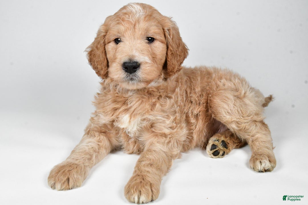 Labradoodle dogs for sale: Newton - Ad 9