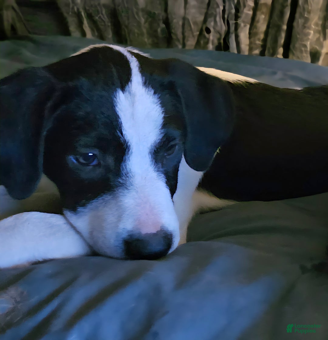 Border Collie dogs for sale: Dolly - Ad 5