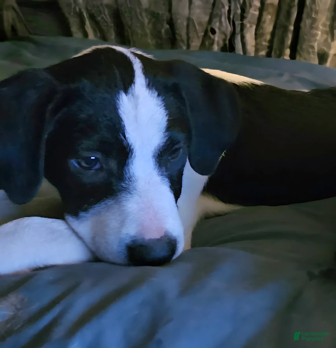 Border Collie dogs for sale: Dolly - Ad 5