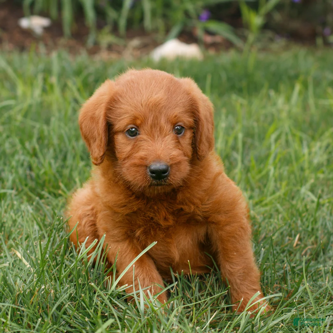Miniature Labradoodle dogs for sale: Felix  - Ad 1