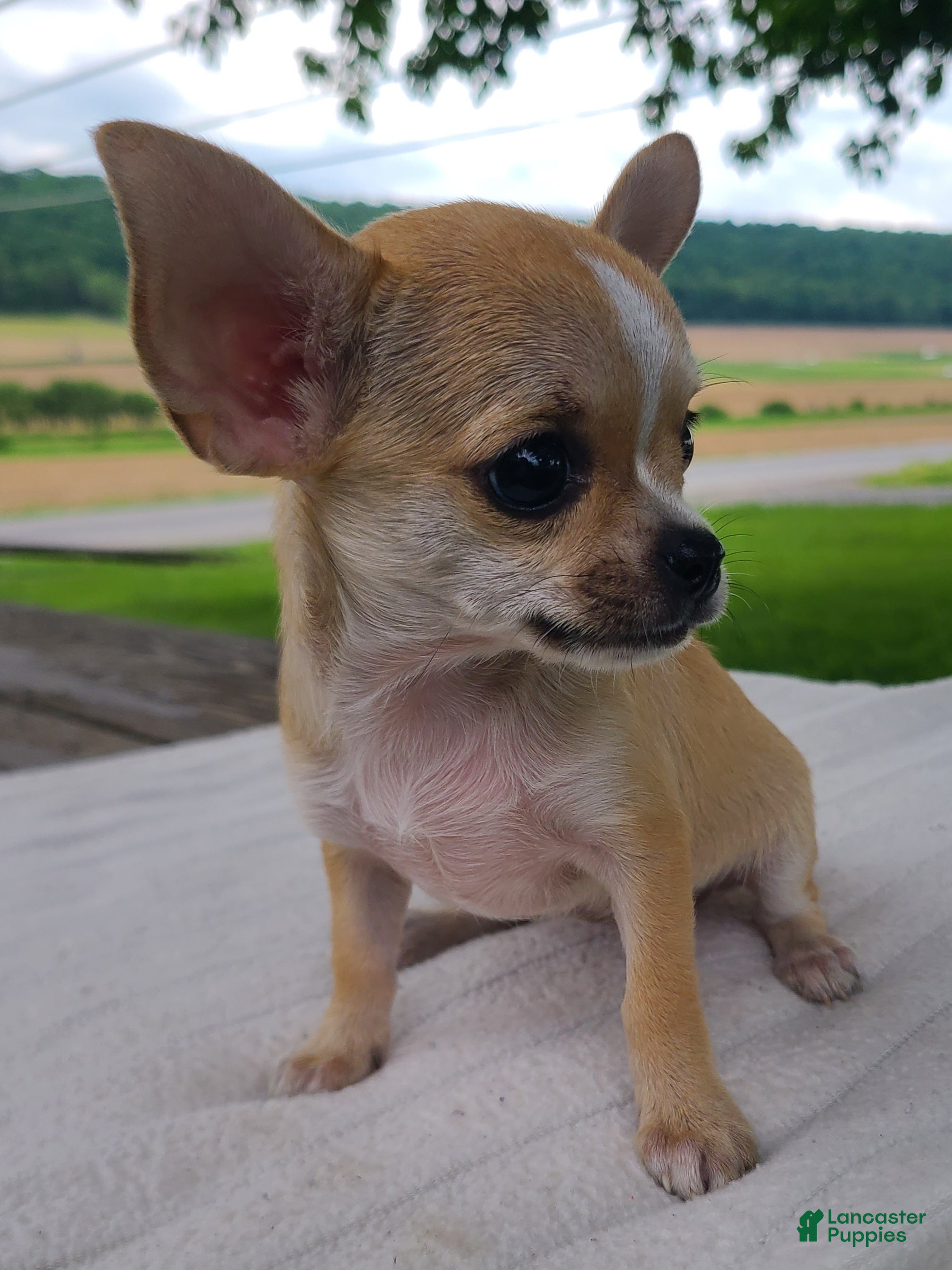Chihuahua dogs Harmony - Ad 1