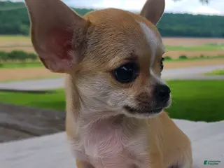 Chihuahua dogs for sale: Harmony - Ad 1