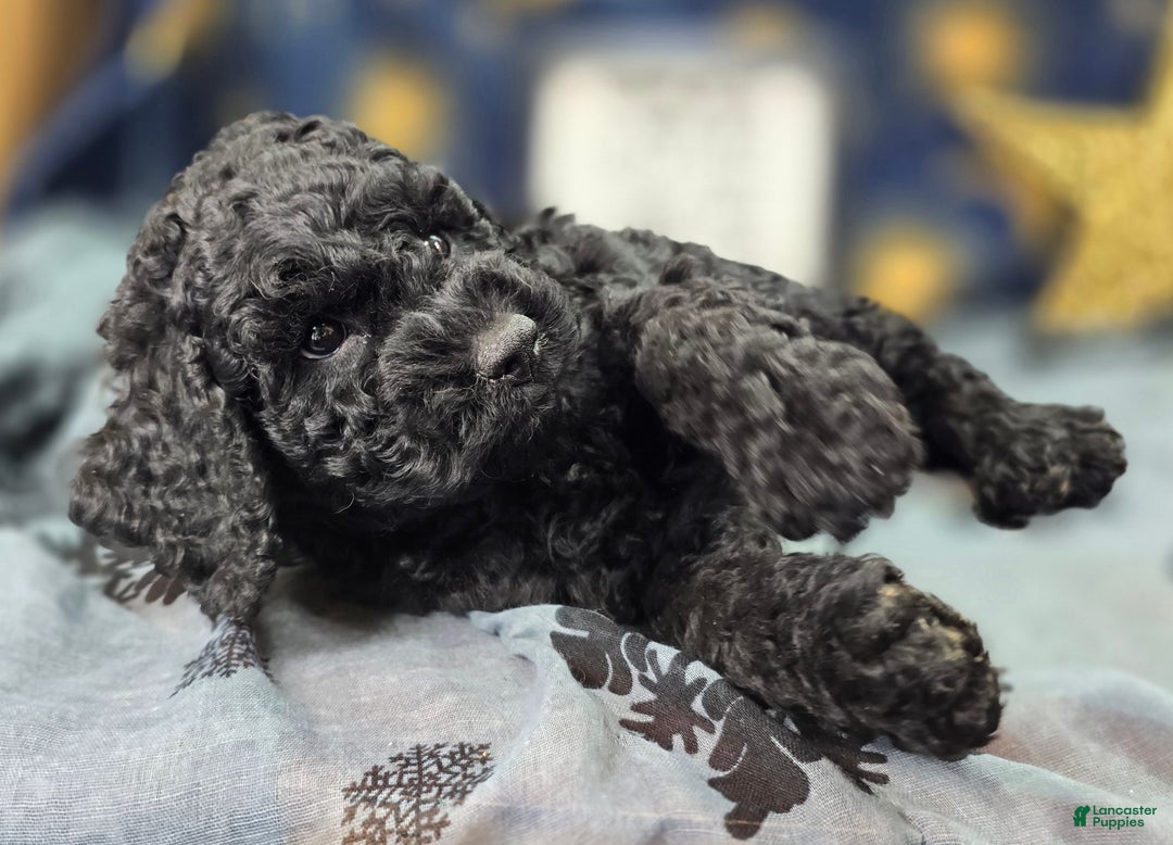 Cockapoo dogs for sale: Foggy - Ad 13