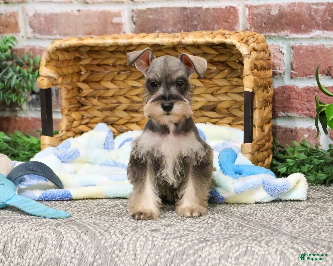 Miniature Schnauzer dogs for sale: Toby - Ad 2