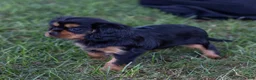 Cavalier King Charles Spaniel dogs for sale: Spanky - Ad 3