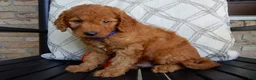 Mini Goldendoodle dogs for sale: Gus-MEDIUM - Ad 4