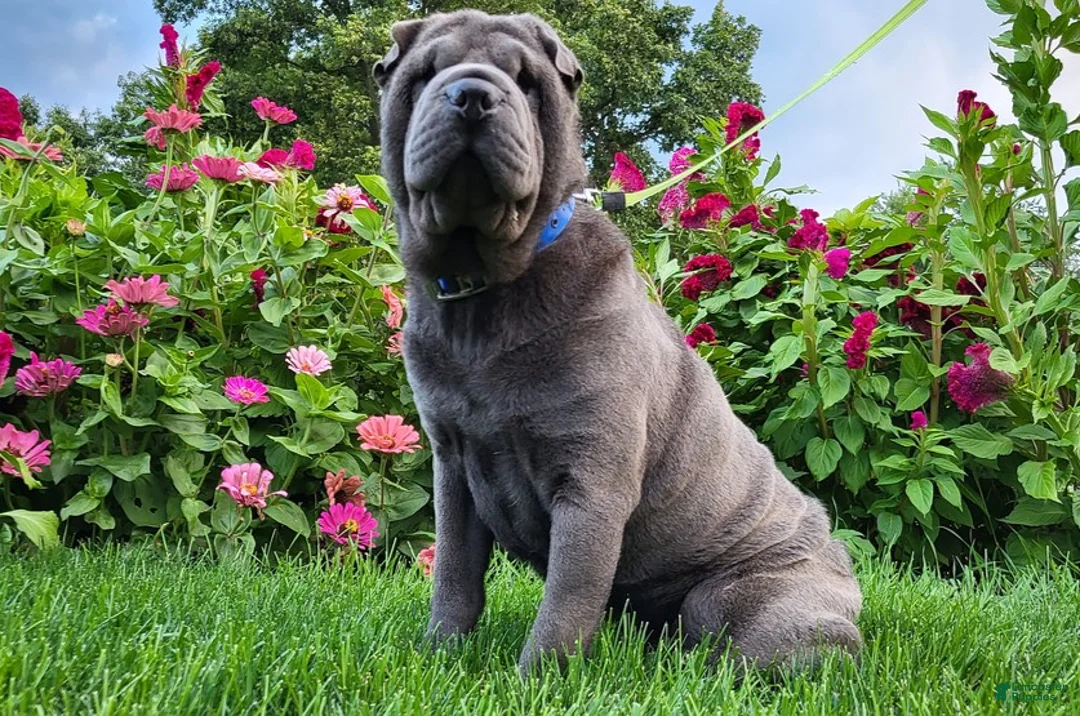 Mini Hippo dogs for sale: Americano - Ad 6