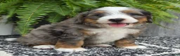 Mini Bernedoodle dogs for sale: Mini Knox - Ad 3
