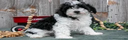 Toy Poodle dogs for sale: Peter - Ad 1