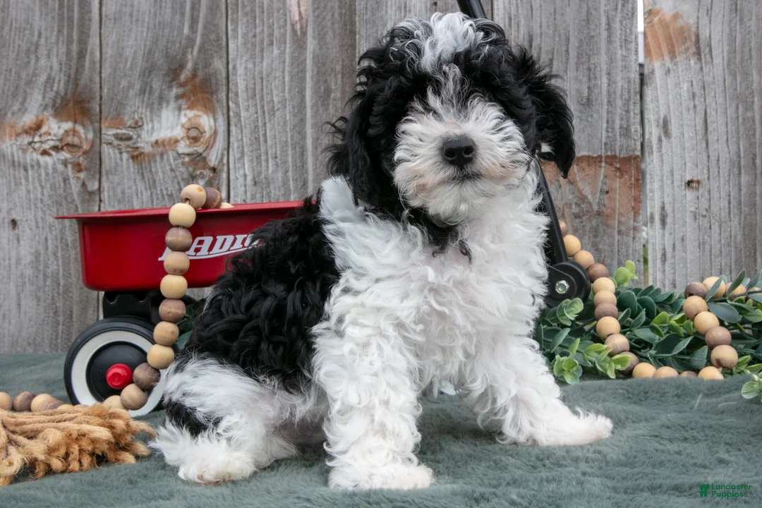 Toy Poodle dogs for sale: Peter - Ad 1