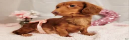 Miniature Dachshund dogs for sale: Stevie - Ad 3