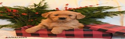 Golden Retriever dogs for sale: Holly - Ad 1