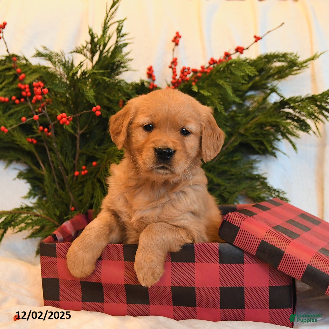 Golden Retriever dogs for sale: Holly - Ad 1
