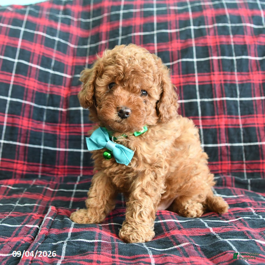 Cockapoo dogs Barkley - Ad 2