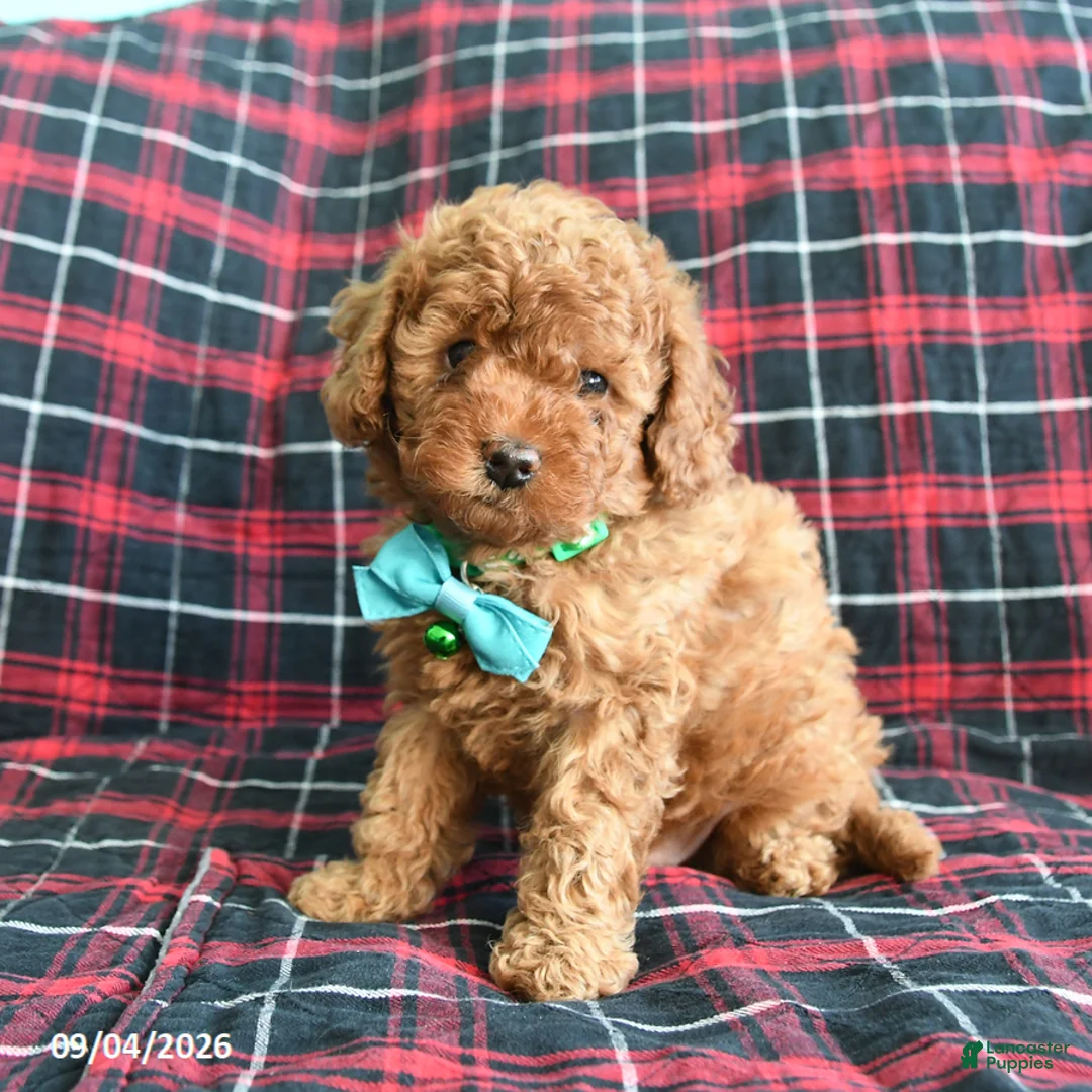 Cockapoo dogs for sale: Barkley - Ad 2