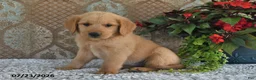 Golden Retriever dogs for sale: Axel - Ad 4