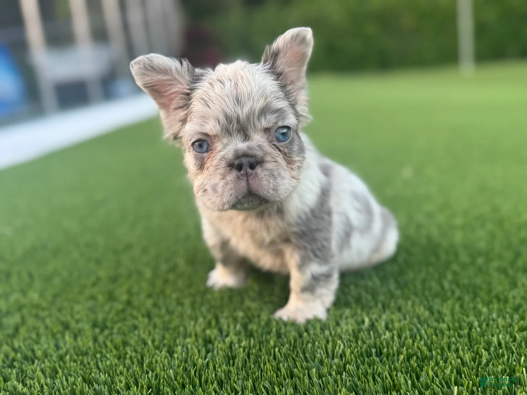 French Bulldog dogs for sale: Jetty - Ad 1