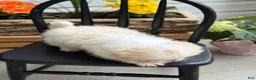 Shih Tzu dogs for sale: Jack - Ad 8