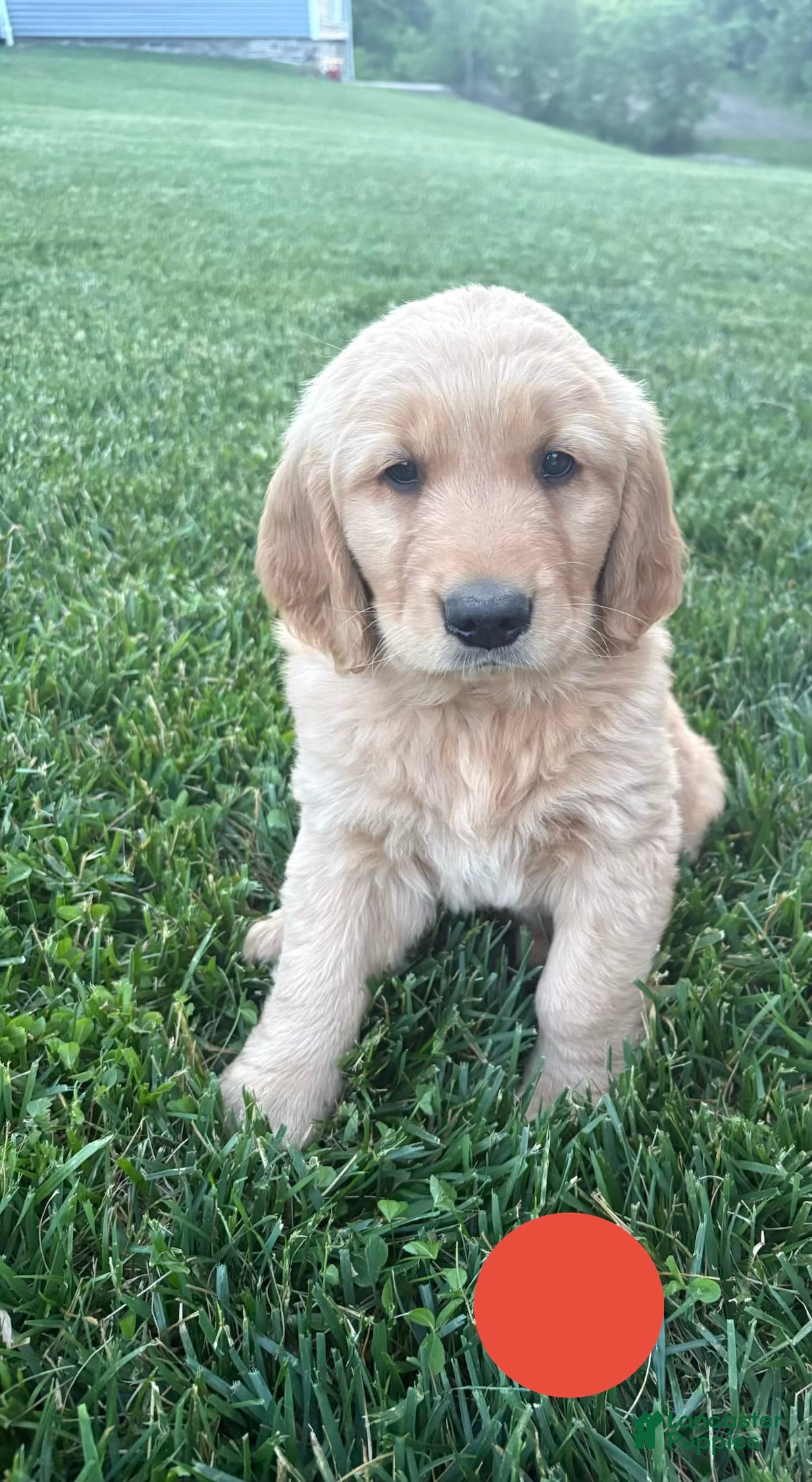 Golden Retriever dogs for sale: Scooter - Ad 3