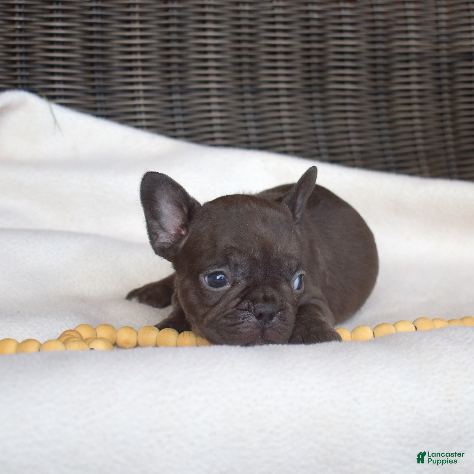 French Bulldog dogs Feta - Ad 2