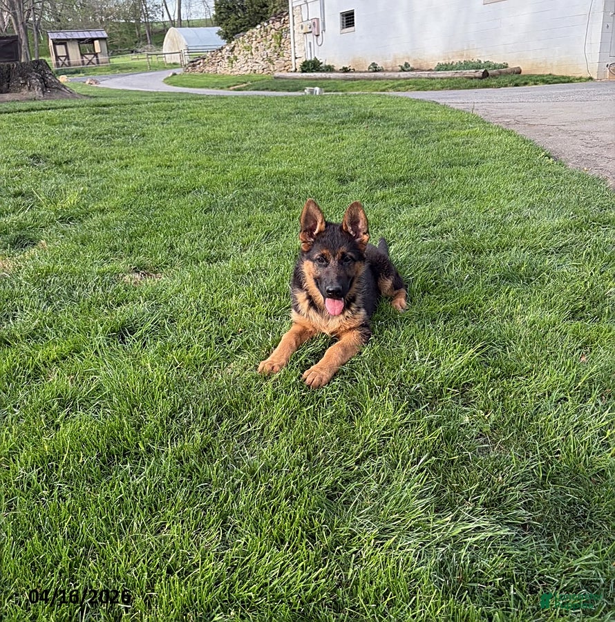 German Shepherd dogs Sus - Ad 1