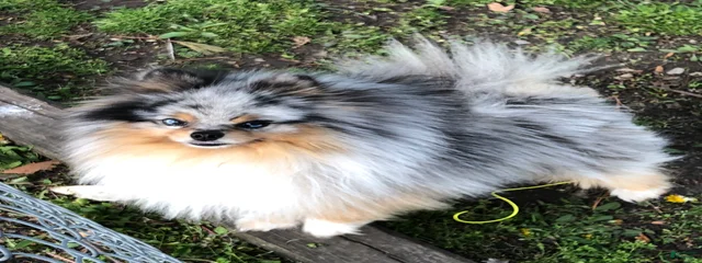 Denny 