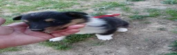 Collie dogs for sale: Tricolor Red collar - Ad 2
