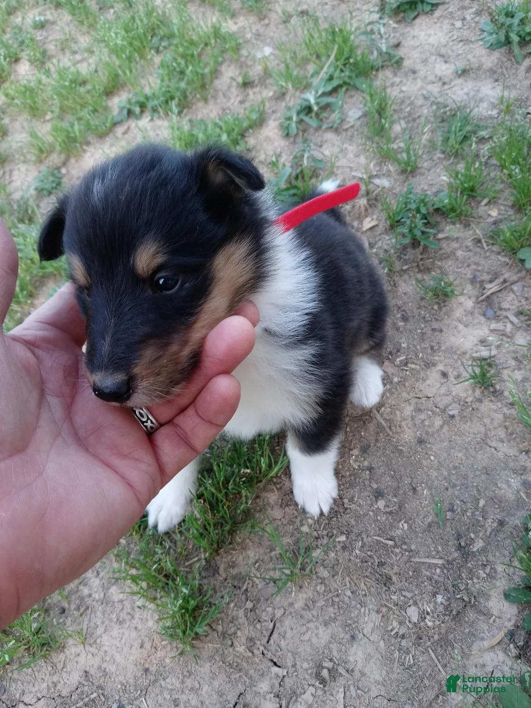 Collie dogs for sale: Tricolor Red collar - Ad 2